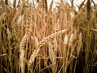 brown wheat field during daytime