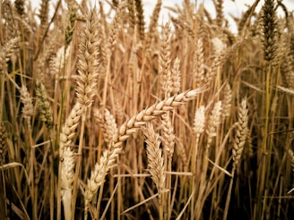 brown wheat field during daytime