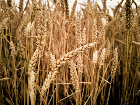 brown wheat field during daytime