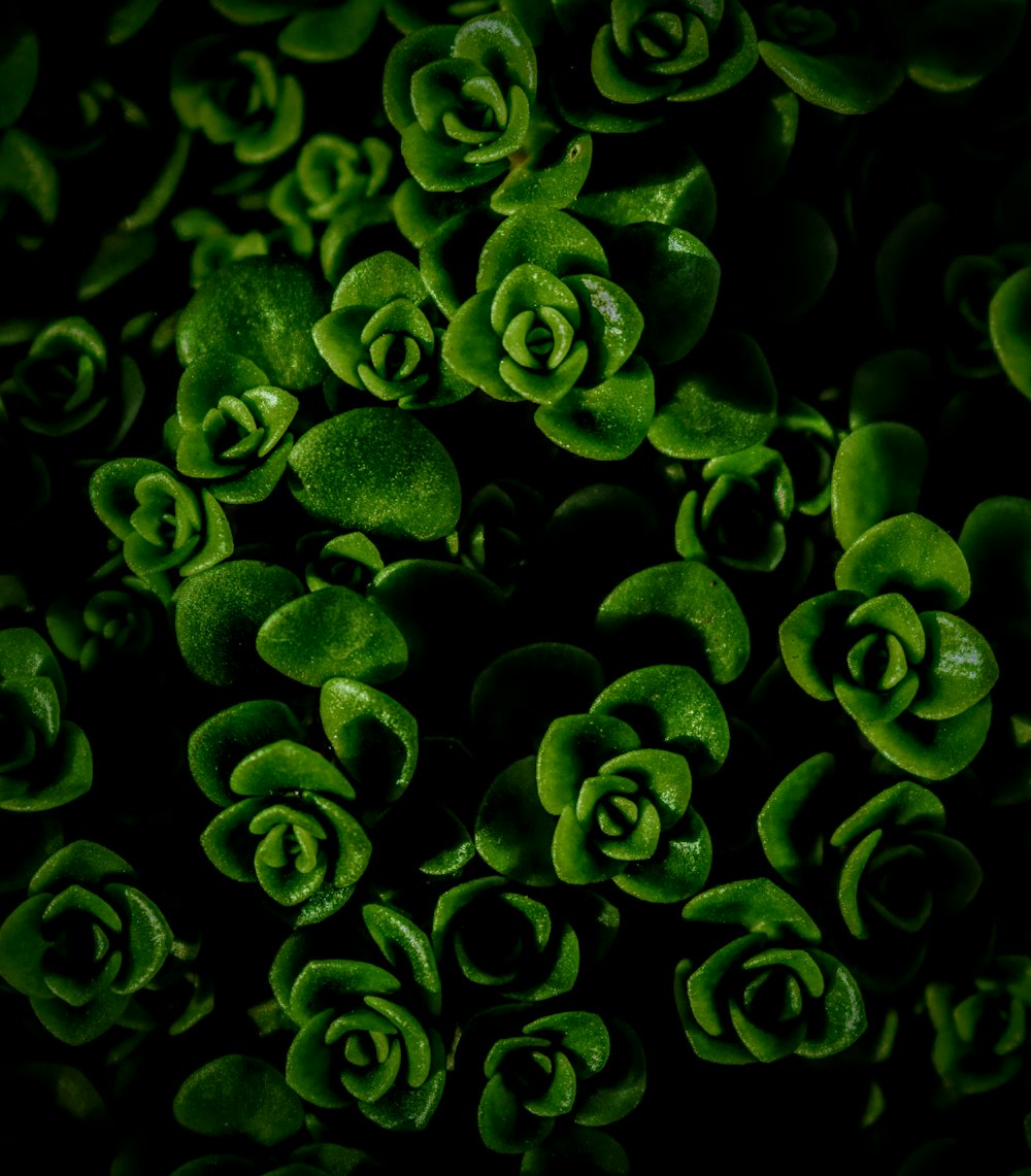 green plant in close up photography