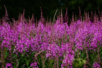 fireweed in bloom