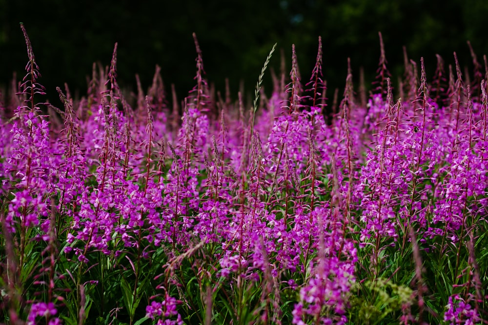 purple flowers in the forest during daytime