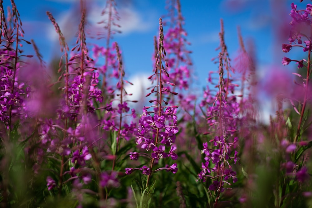 pink flowers under blue sky during daytime