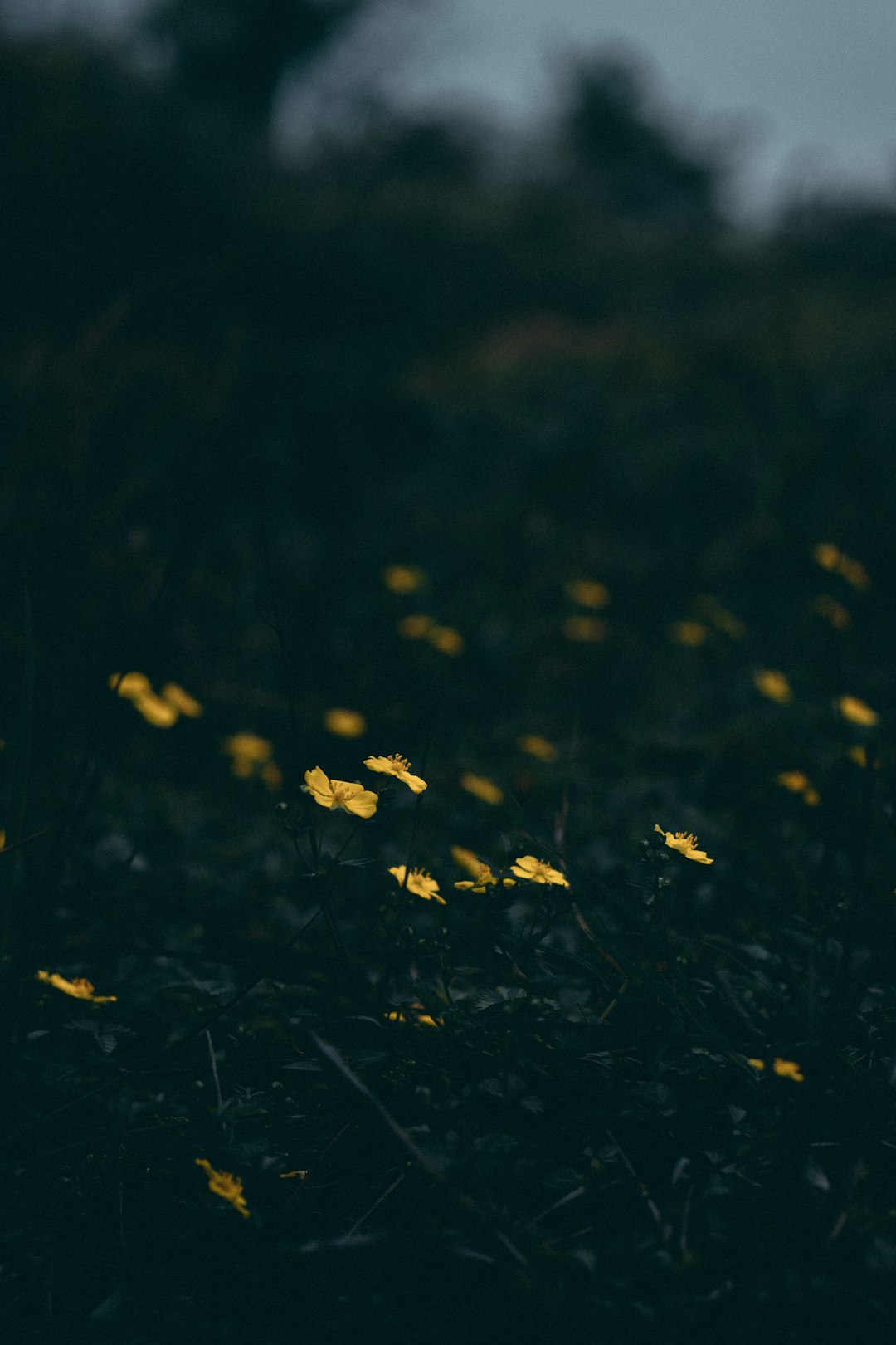 yellow flowers on green grass field