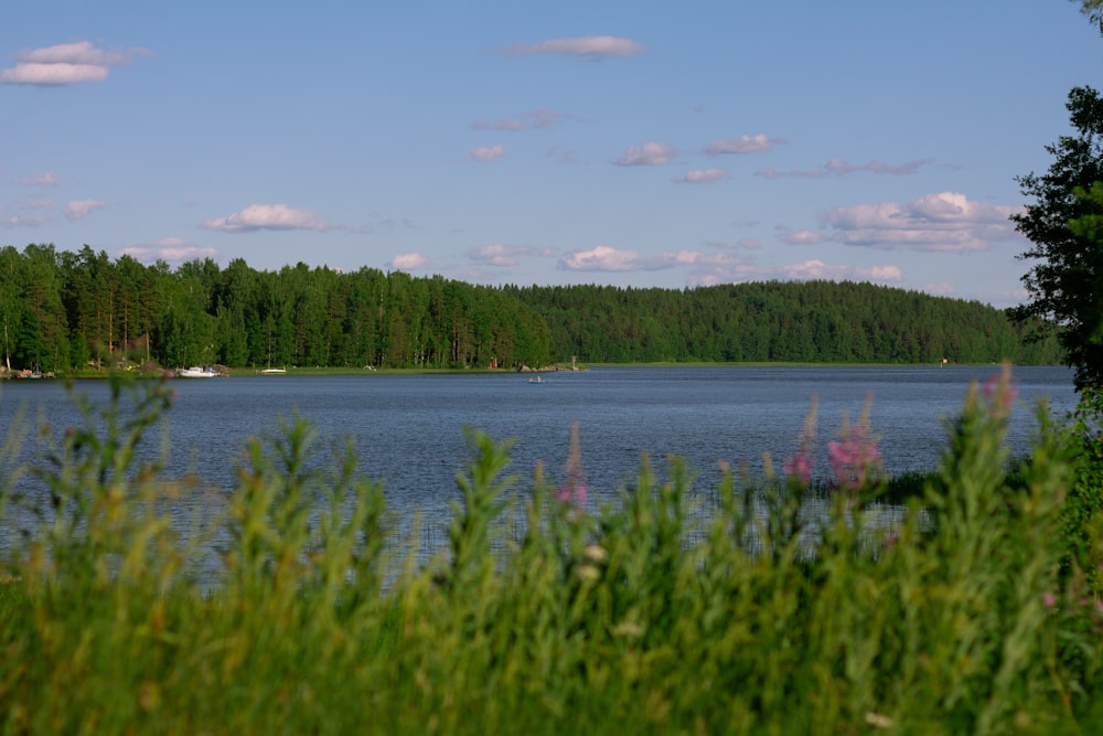 green grass field near body of water during daytime