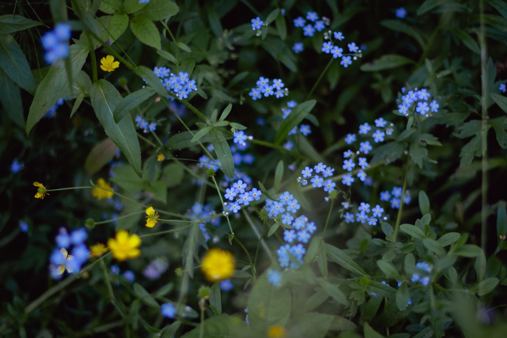 white and yellow flowers with green leaves