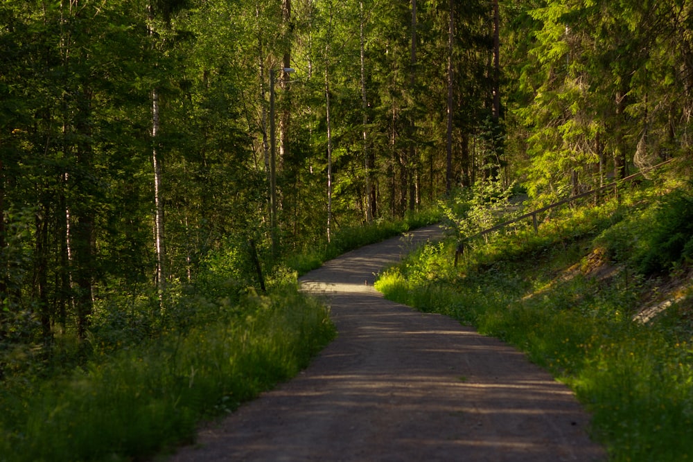 Camino de hormigón gris entre la hierba verde y los árboles durante el día