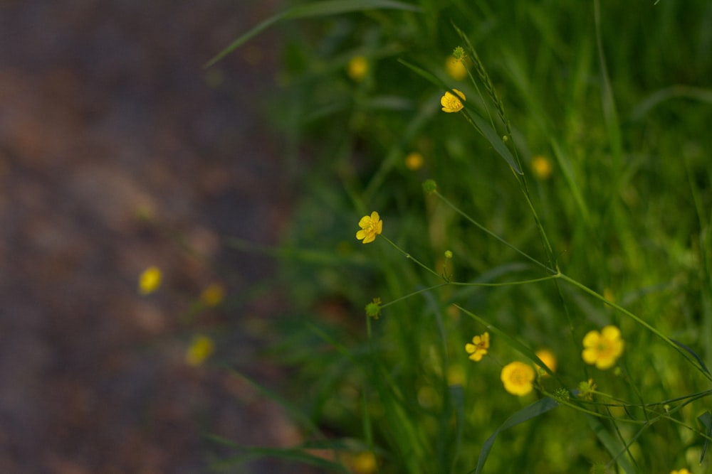 yellow flower in tilt shift lens