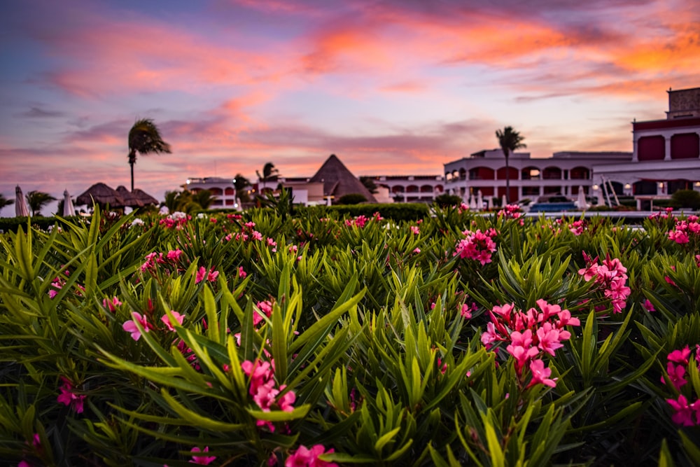 pink and yellow flower field near houses during sunset