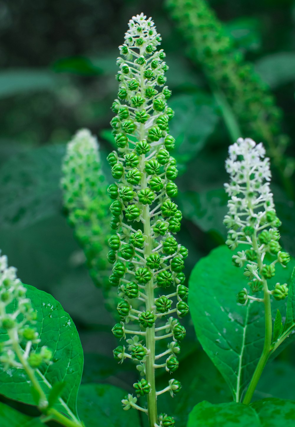 white flowers with green leaves