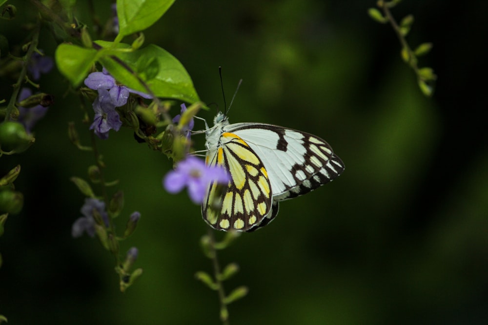 낮 동안 클로즈업 촬영에서 보라색 꽃에 앉은 흰색과 검은색 나비