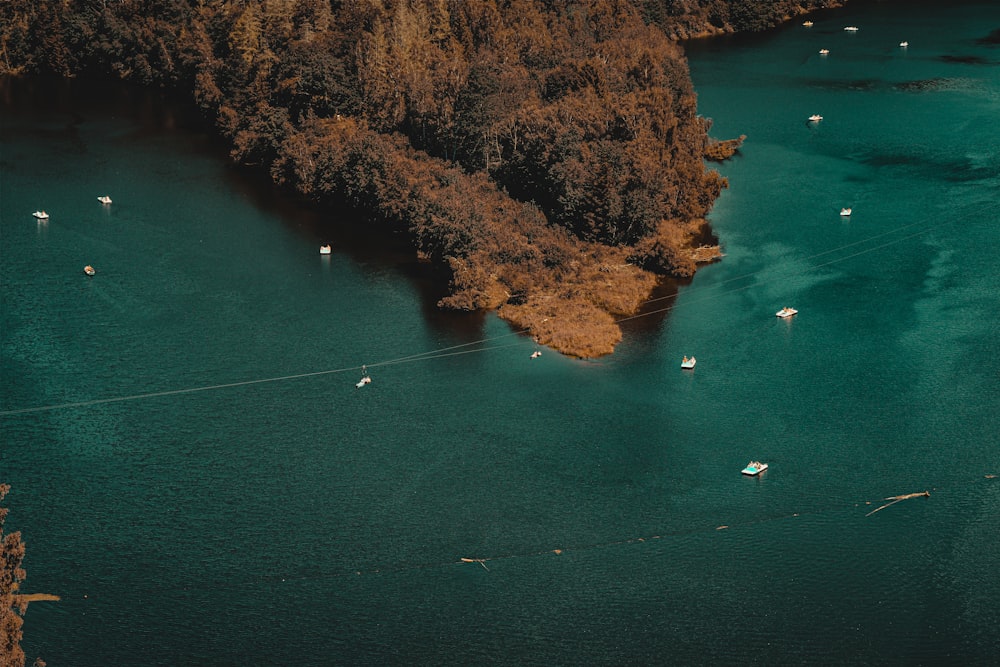aerial view of brown trees beside body of water during daytime