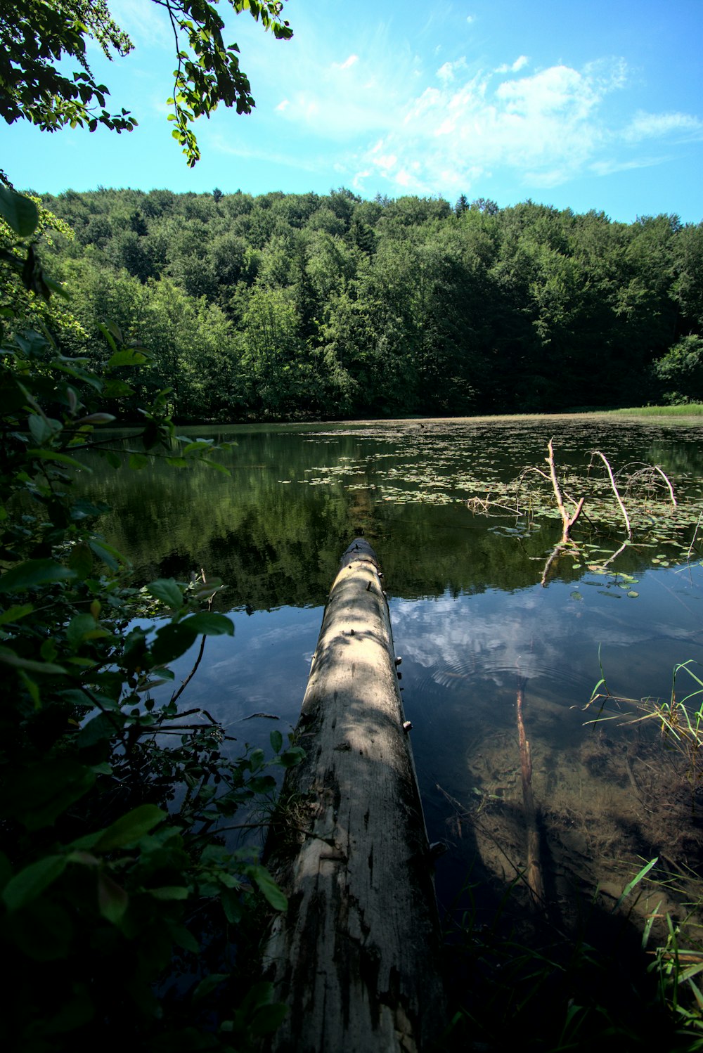 green trees beside river during daytime