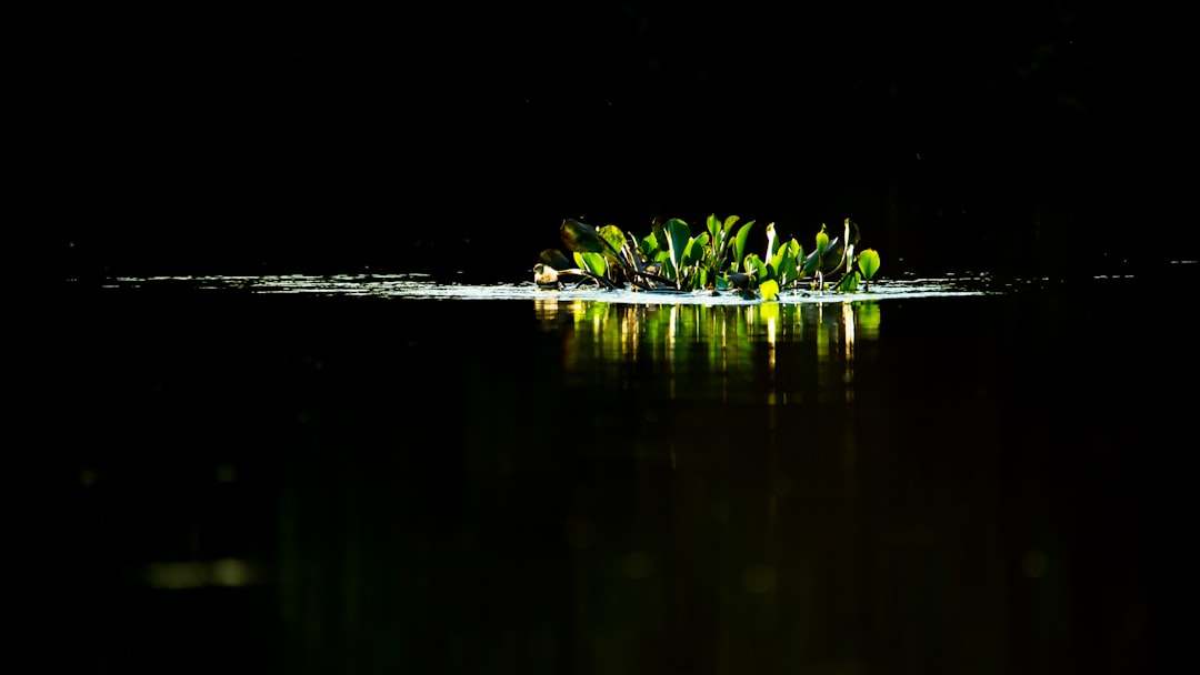 green plant on body of water