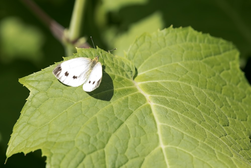 un primo piano di una foglia verde