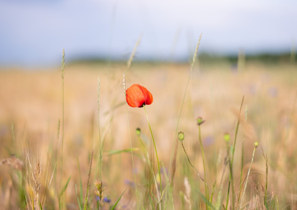 red flower in the field