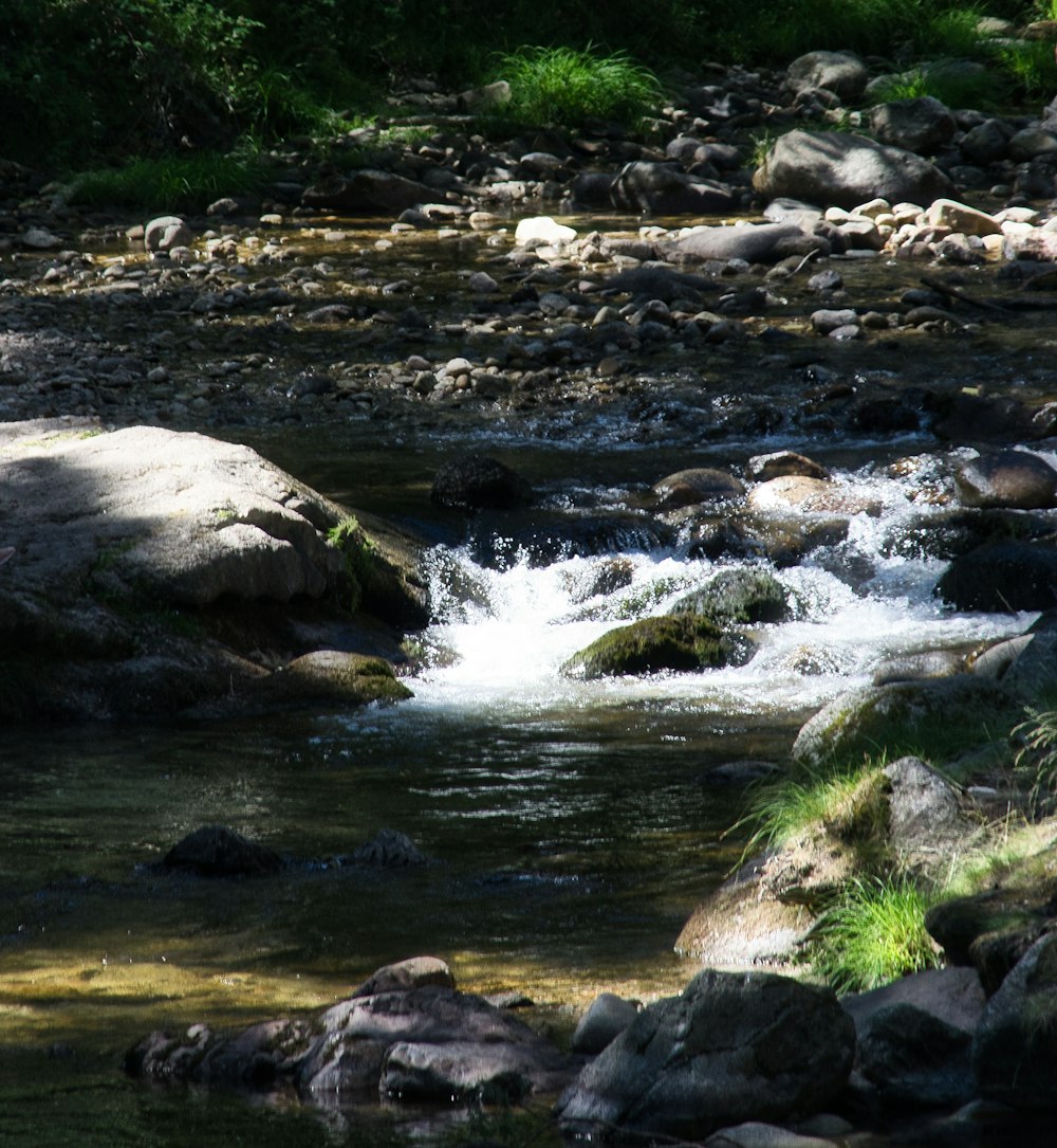 Flusso d'acqua nel mezzo del campo di erba verde