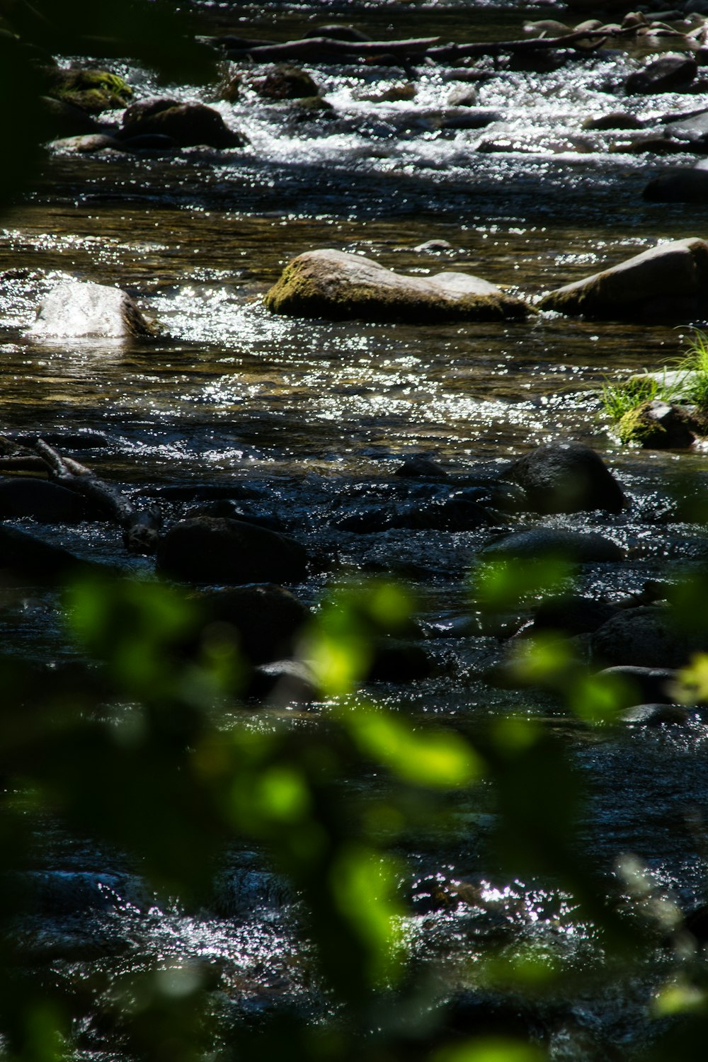 green moss on body of water