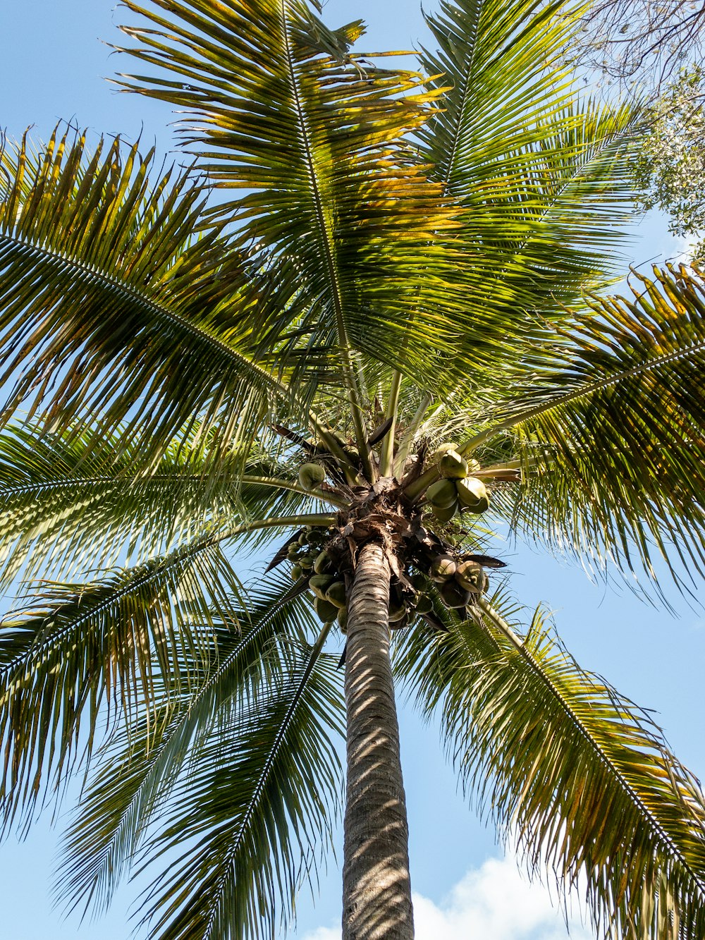 green palm tree under blue sky during daytime