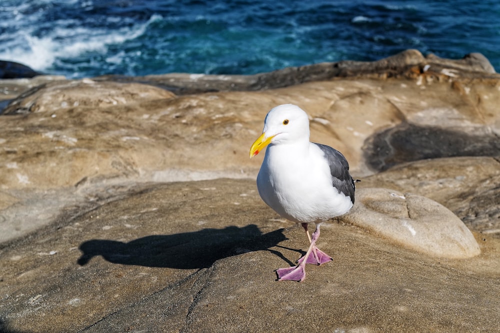 white and gray bird on brown rock near body of water during daytime