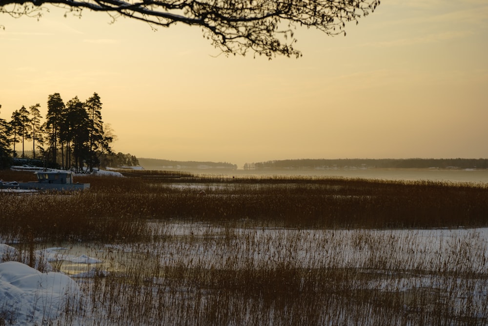 green grass field near body of water during daytime