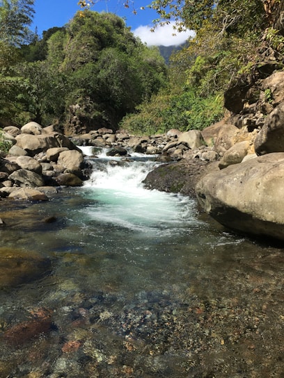 A crystal-clear mountain spring flowing gently over smooth rocks surrounded by lush Himalayan greenery.