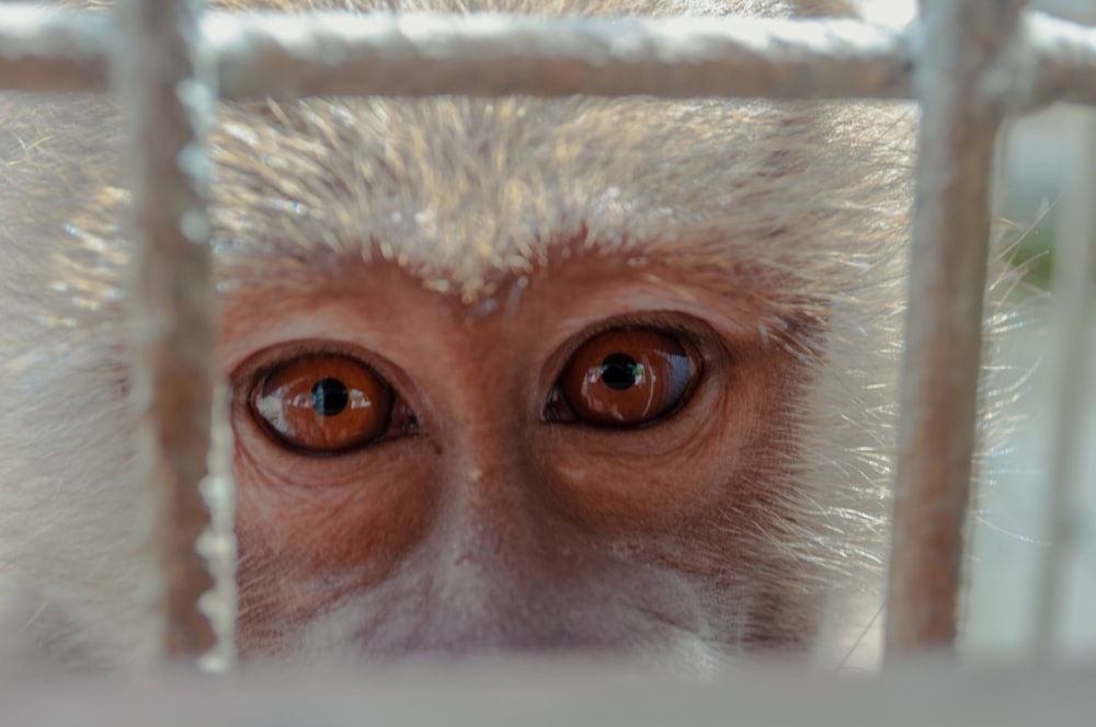 brown and white monkey on white metal cage