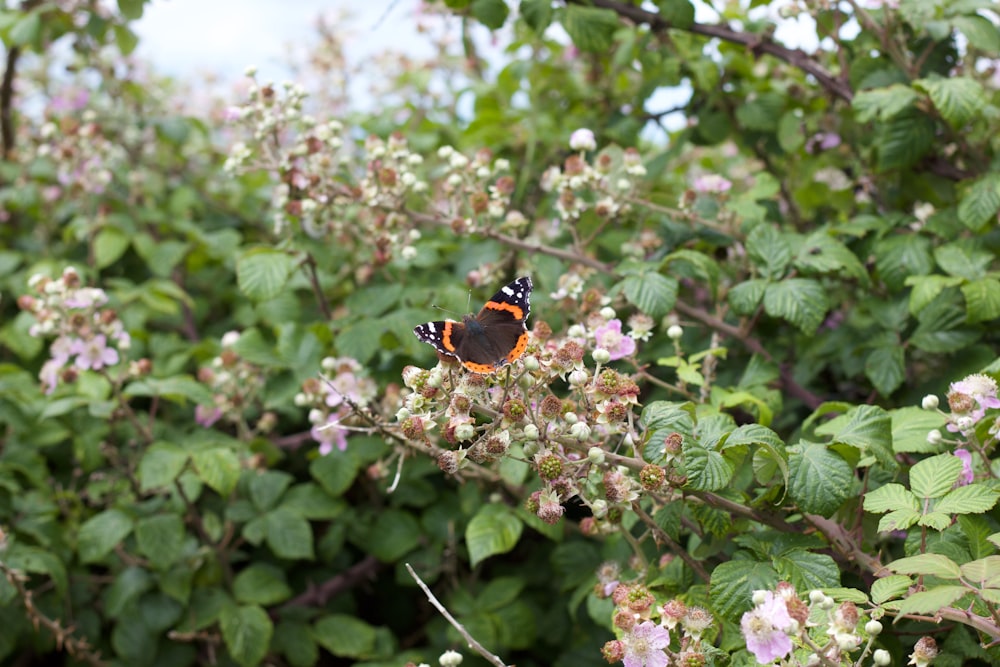 black and orange butterfly perched on green leaf tree during daytime