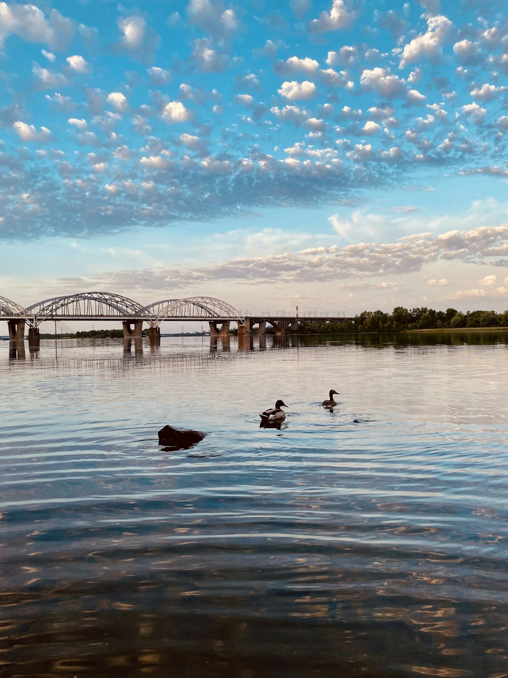 pessoas nadando no lago sob o céu azul durante o dia