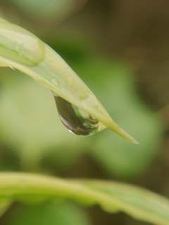 A close-up of a water droplet on a leaf, symbolizing sustainability and environmental care.