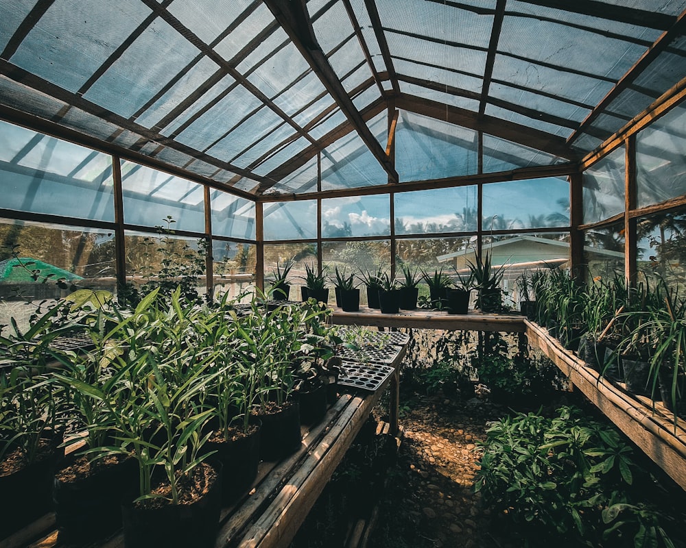 Plantes vertes à l’intérieur de la serre pendant la journée