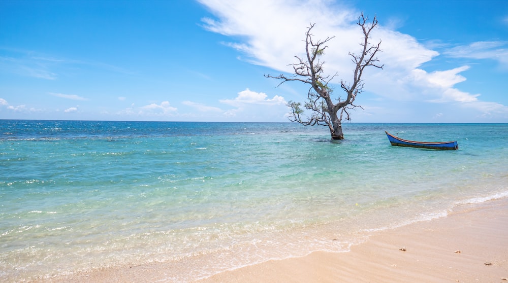 Árbol desnudo en la orilla de la playa durante el día