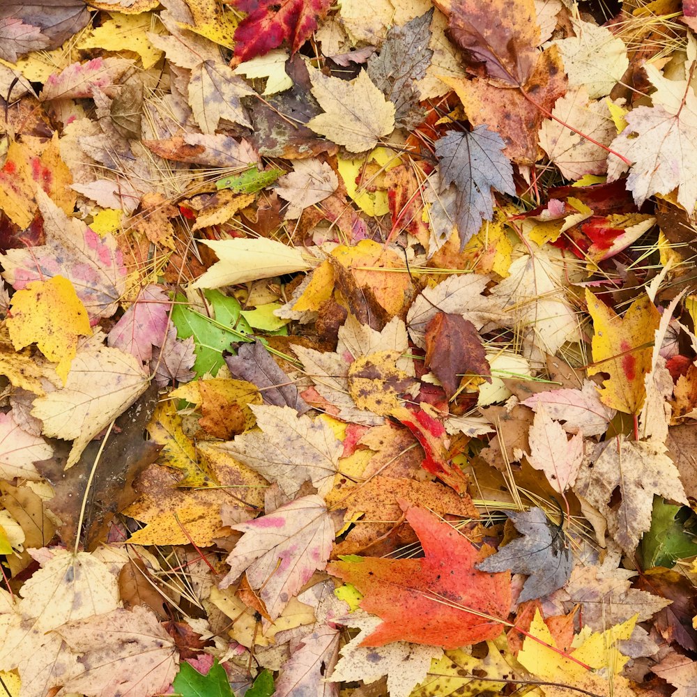 brown and red maple leaves on ground