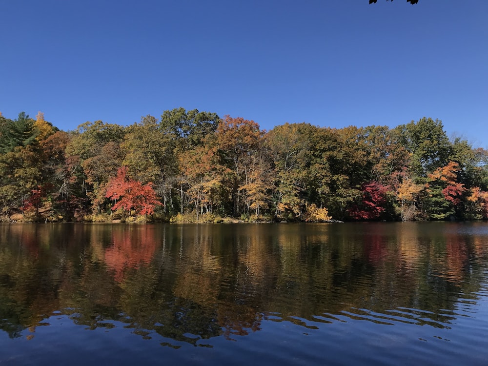 red and green trees beside body of water during daytime