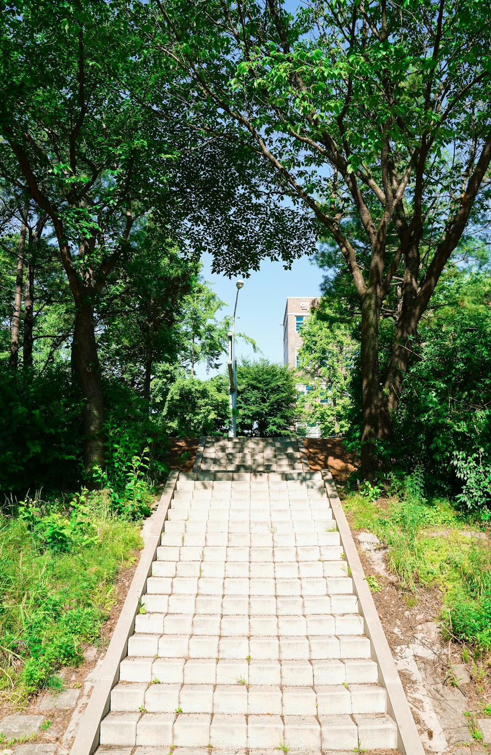 Arbres verts près d’un sentier en béton gris