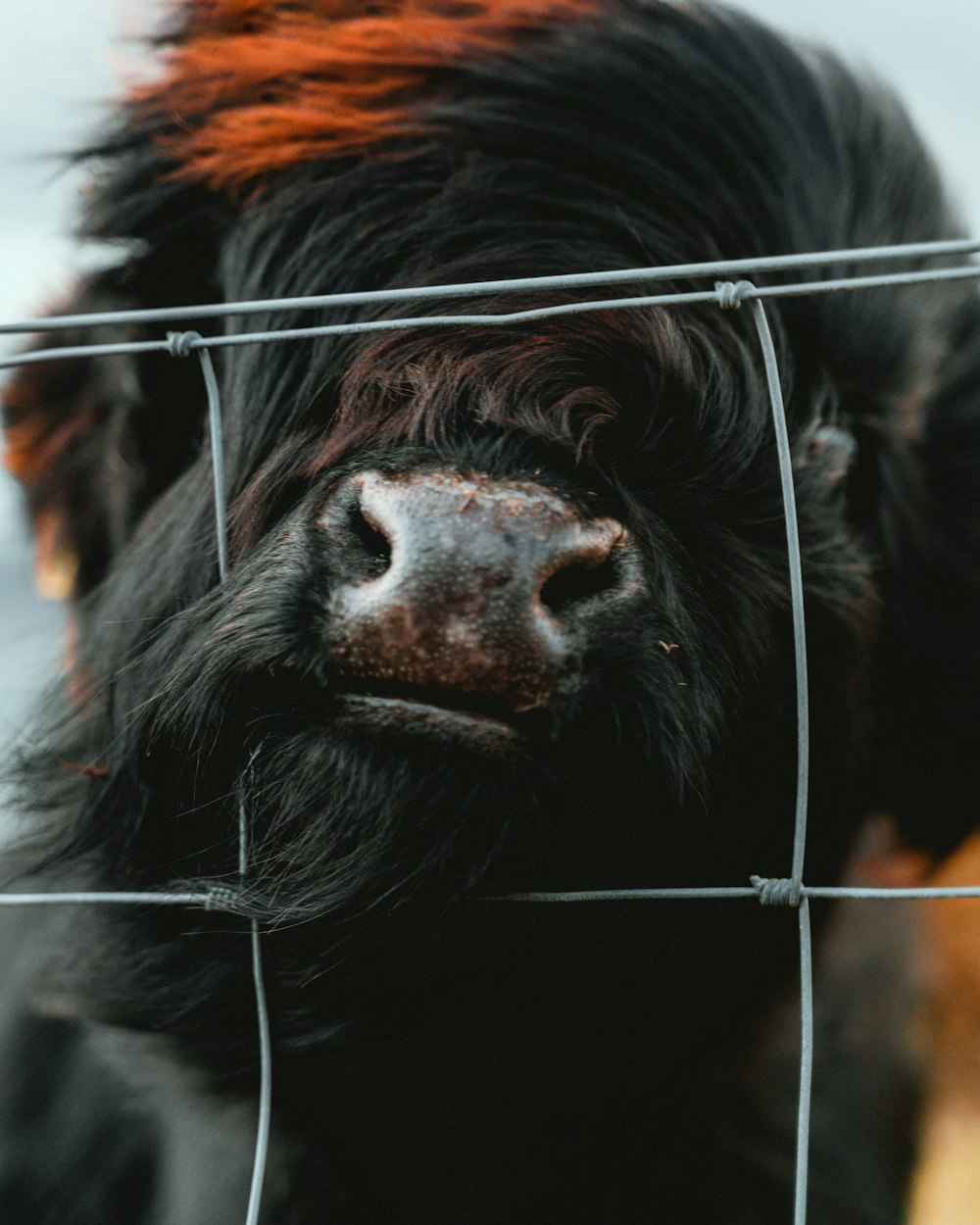 black and brown animal eye