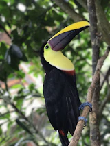 A colorful toucan perched on a branch with vibrant flowers in the background.