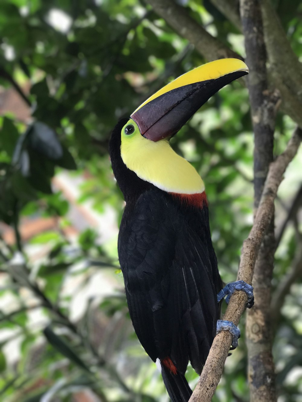 pájaro negro, amarillo y rojo en la rama marrón del árbol