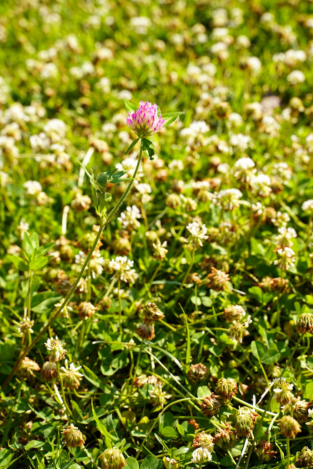lila Blume auf grünem Gras tagsüber