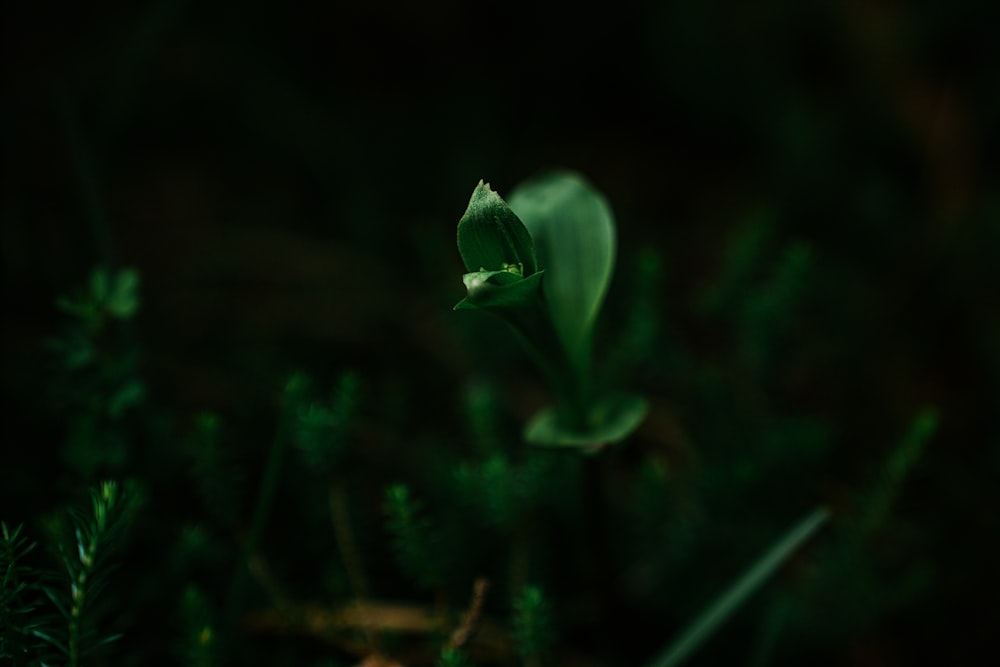 green plant in tilt shift lens