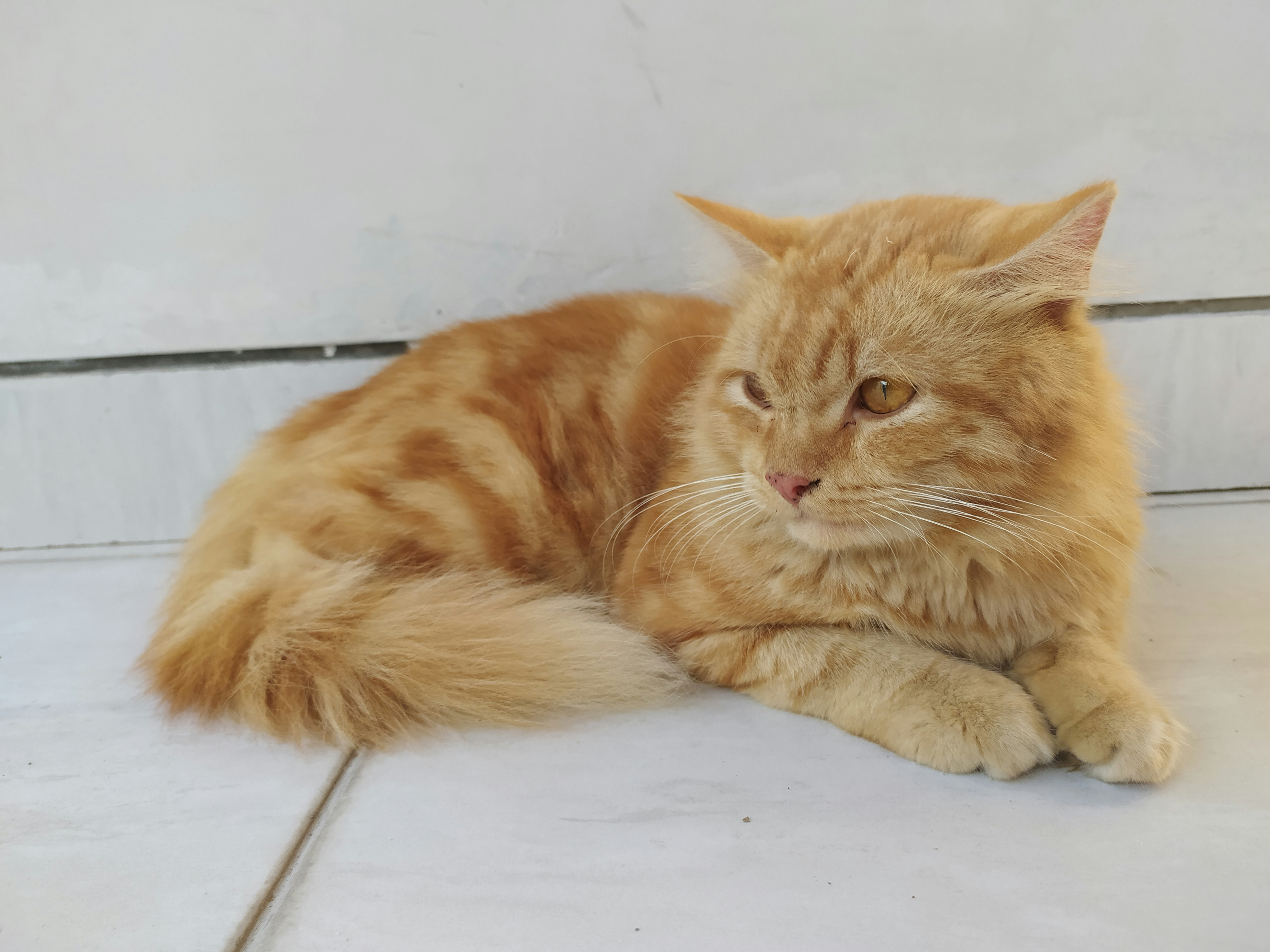 Kucing Tabby oranye berbaring di ubin lantai putih