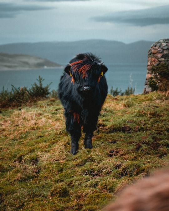 black long coated medium sized dog on green grass field during daytime in Skye United Kingdom
