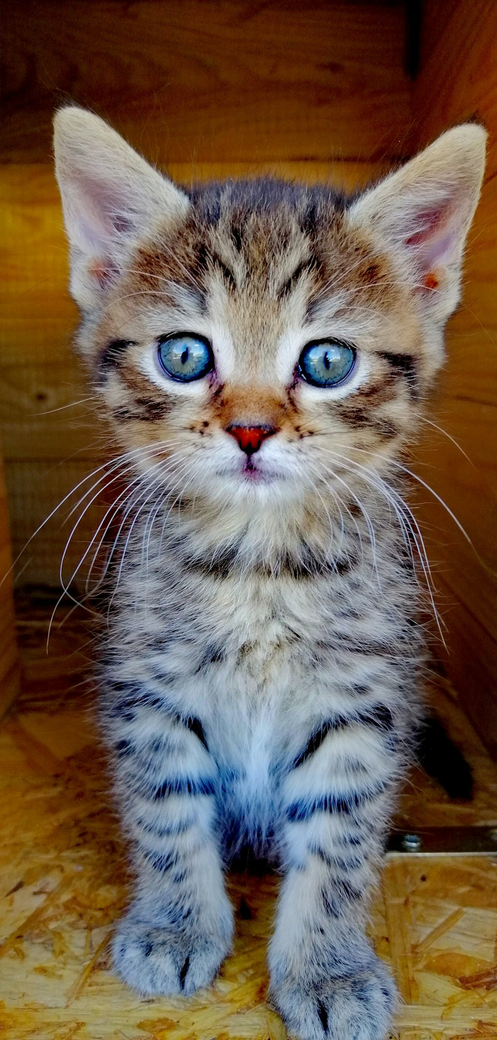 Braune Tabby-Katze auf braunem Holzboden