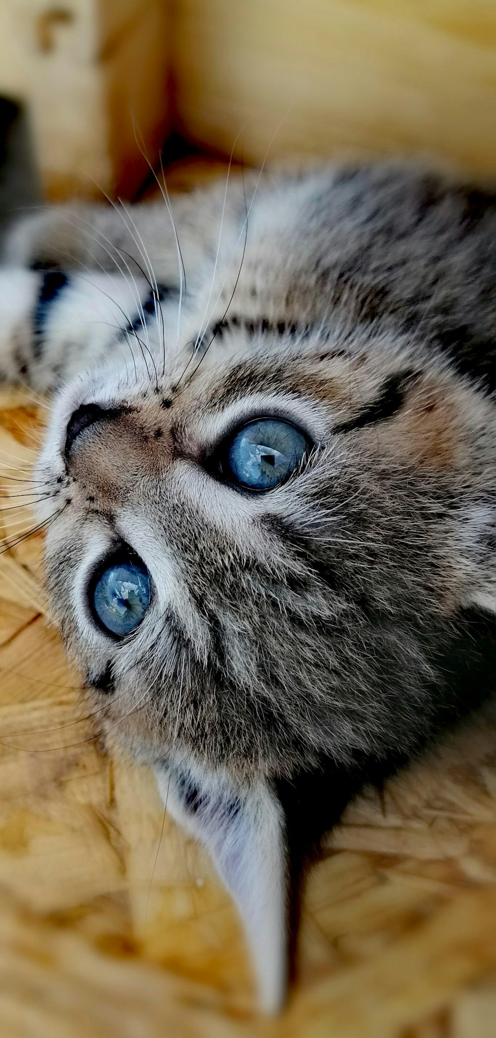 silver tabby cat lying on brown wooden floor