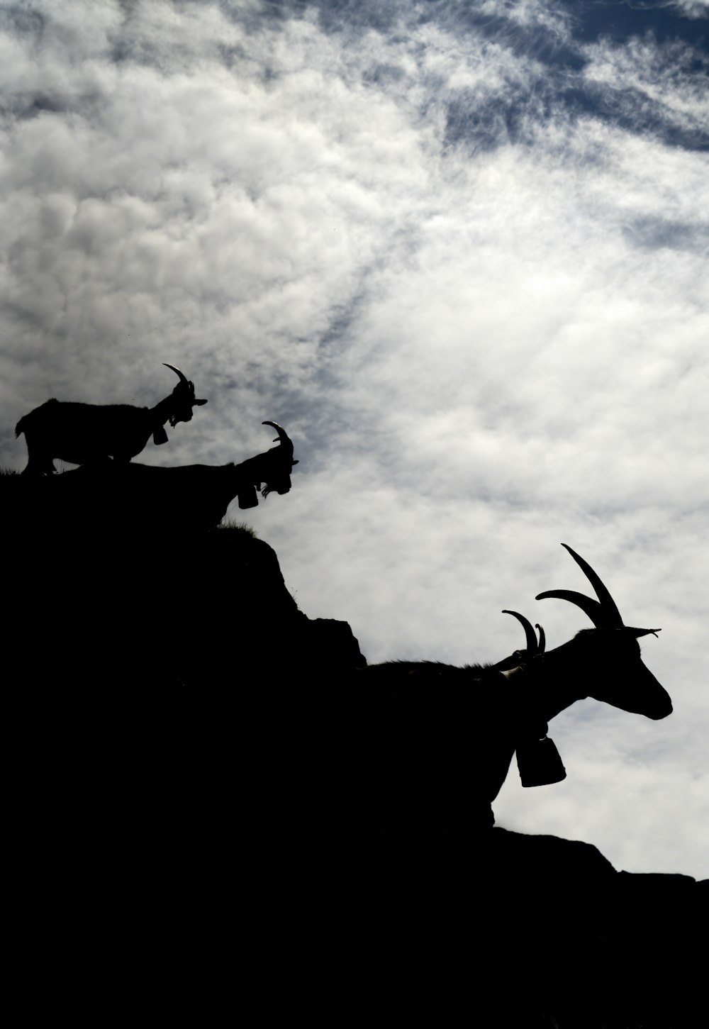 animal marrom e branco de 4 patas em formação rochosa cinza sob nuvens brancas durante o dia