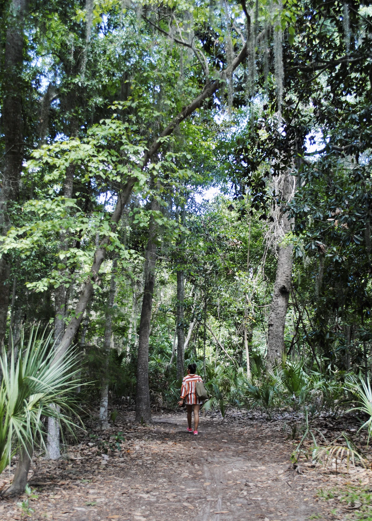 A pedestrian on a tree-lined path photographed in Savannah