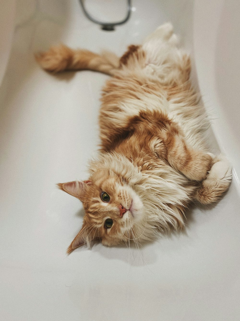 orange tabby cat lying on white ceramic bathtub