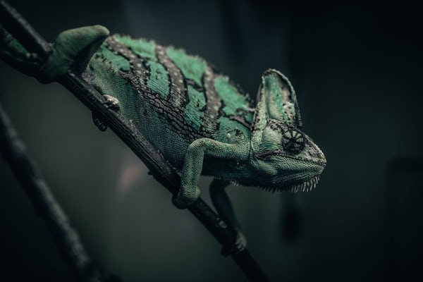 Chameleon raamfolie