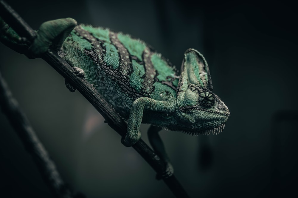 green chameleon on brown tree branch