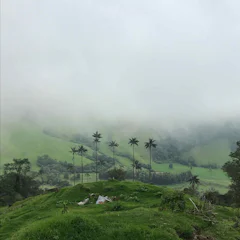 Wax palms in the mist